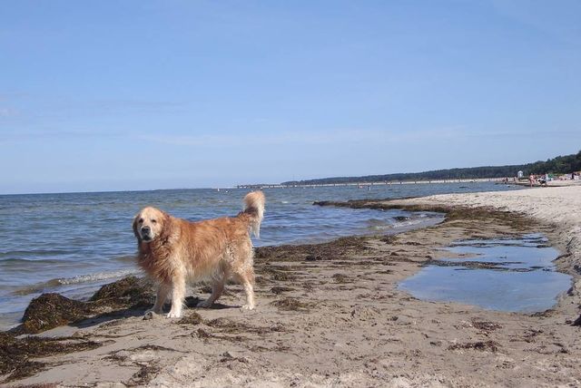 Baltic Sea holiday with your dog