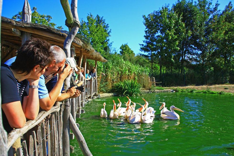 pelican-feeding-in-the-bird-park-marlow