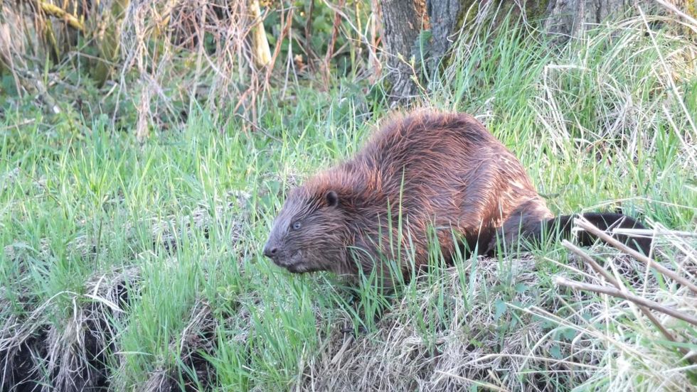 Beaver on the Recknitz