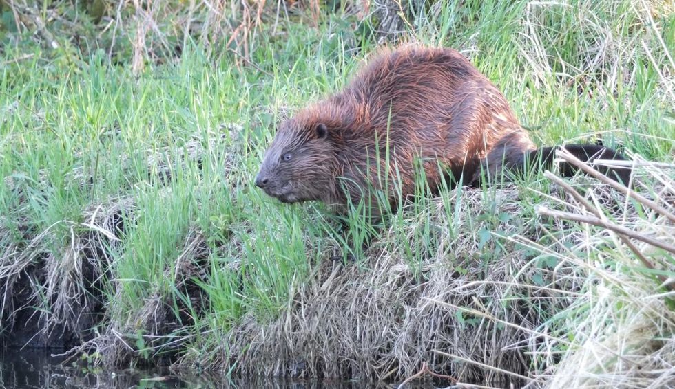 beaver-on-the-shore-at-dusk