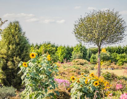 Sonnenblumen und andere blühende Pflanzen mit Zierbäumen