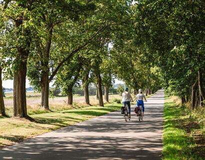 Zwei Fahrradfahrer auf einer Allee von hinten.