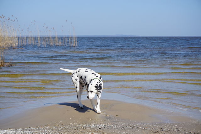 Ostsee Urlaub mit Hund