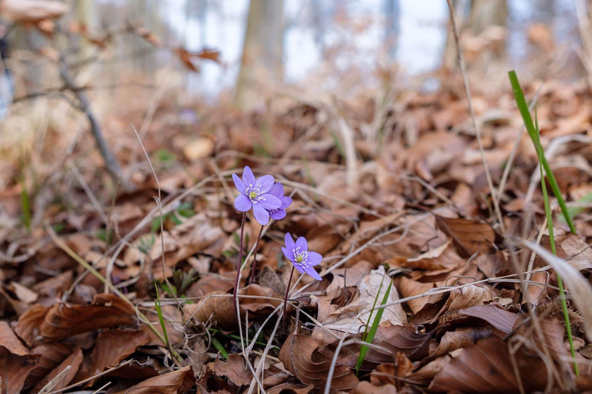Frühlingswanderung: Wenn der Wald aufwacht - Frühling im Nationalpark Jasmund 