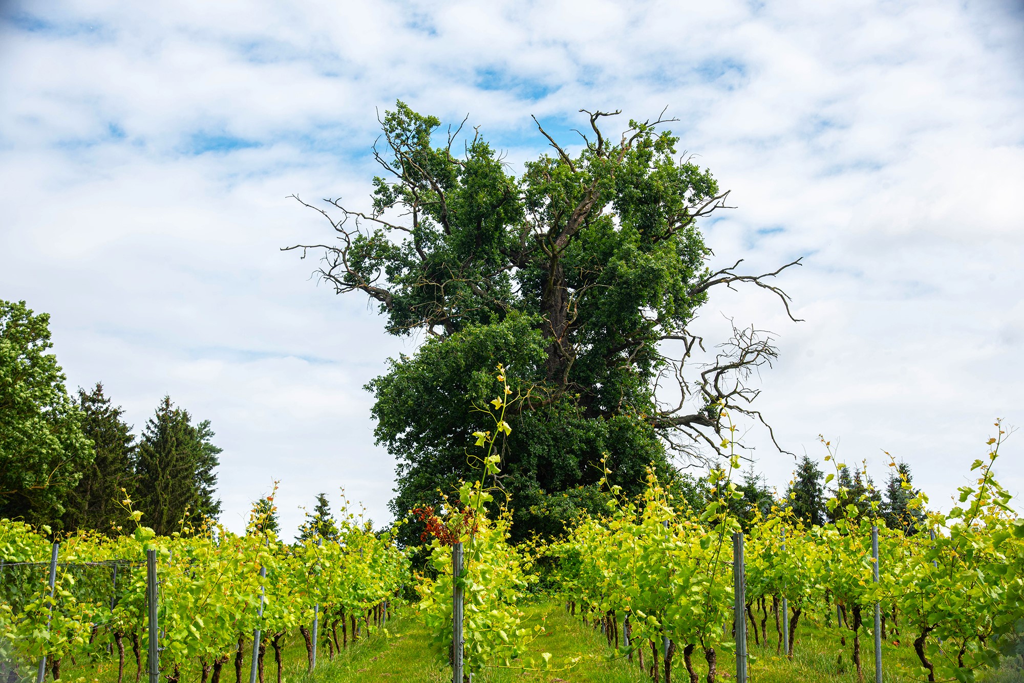 Sommerjazz 2026 in Schloss Rattey mit Andreas Pasternack