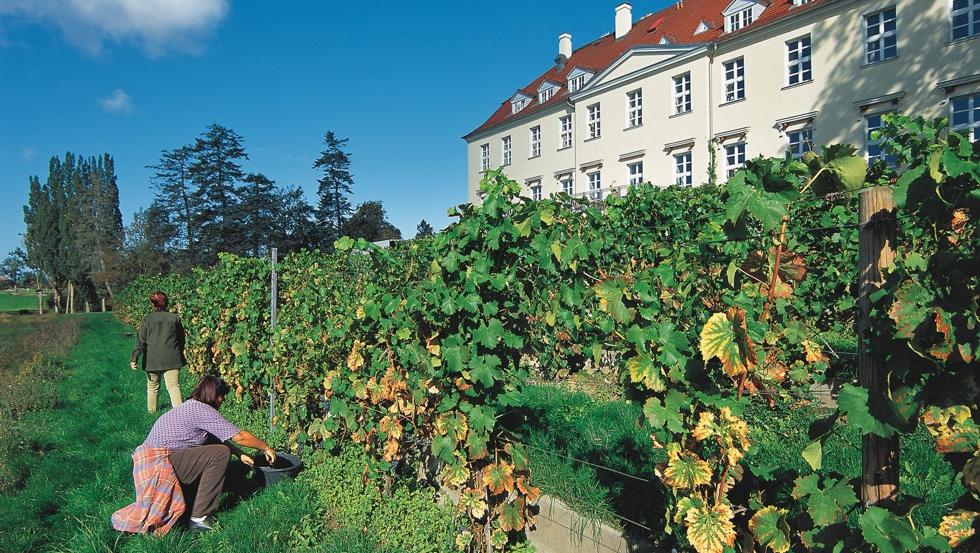 Schlösserherbst-Wildmenü  im Schloss Rattey