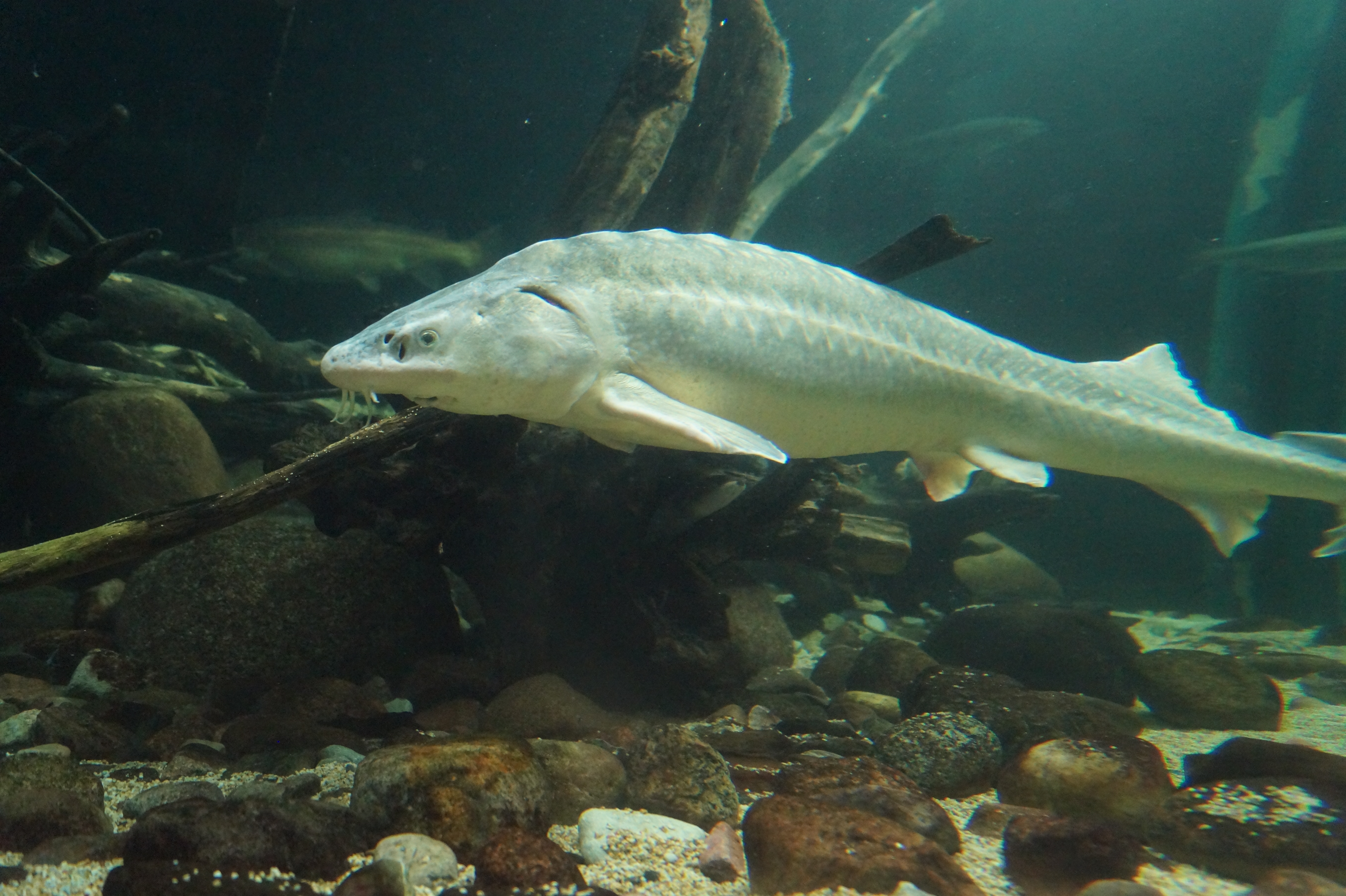 Fütterung: Flussmündung