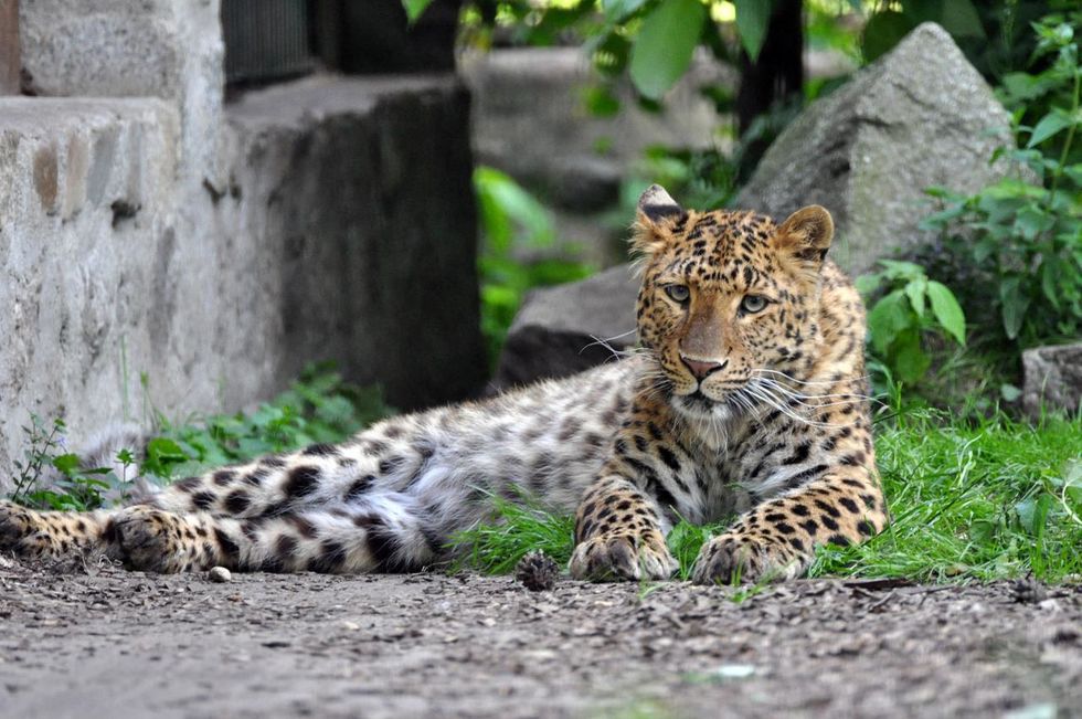 Leopard im Zoo Stralsund