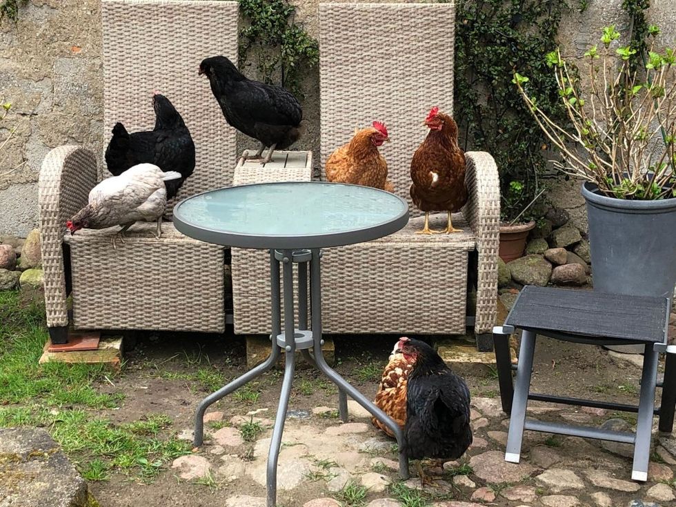 The chickens are accepted and beloved co-inhabitants of the Behrenshagen Manor