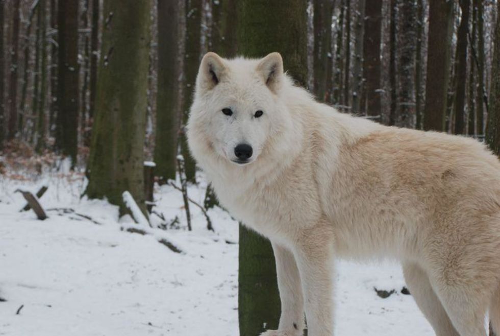Arctic wolf 