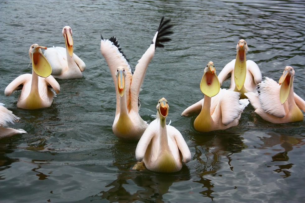 hungrige-pelikane1