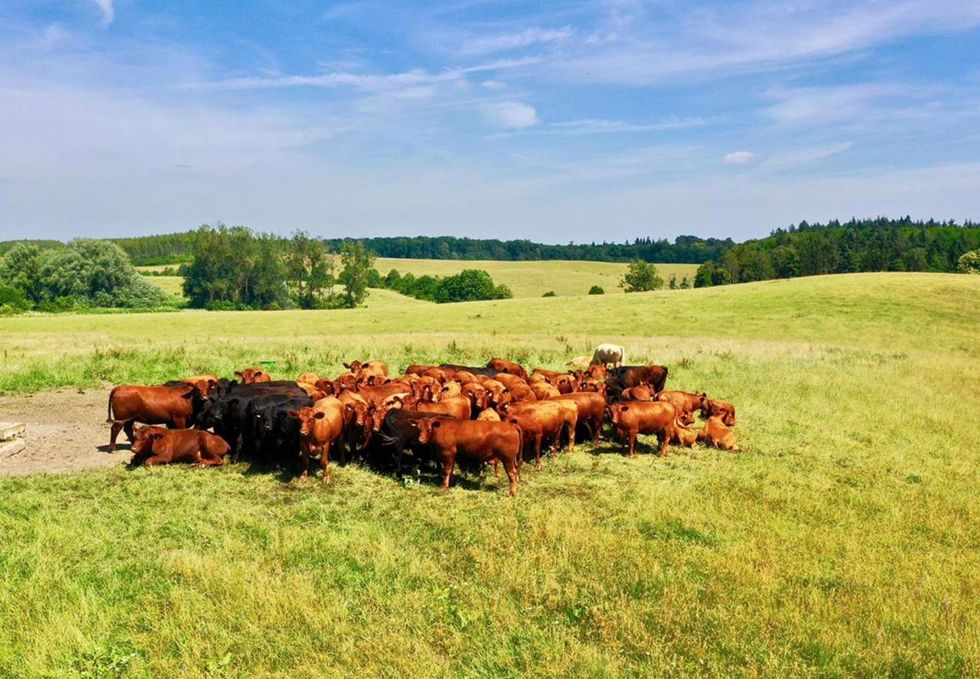 Organic cattle in Klepelshagen