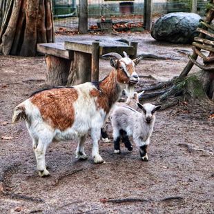 Abendführung – Jungtiere im Zoo Stralsund