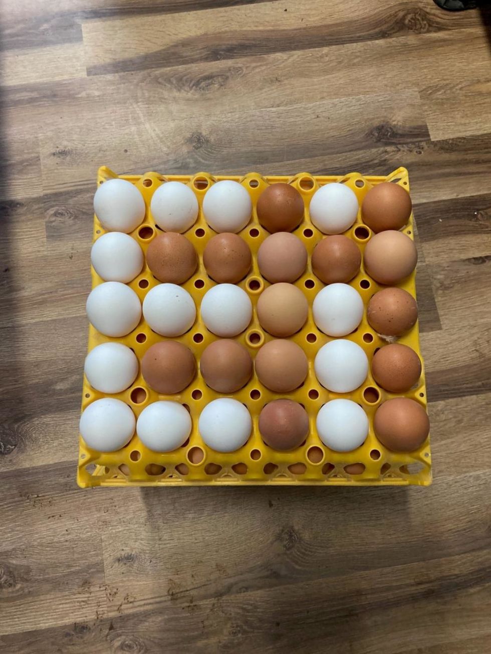 Eier vom Eierbaron aus Freest