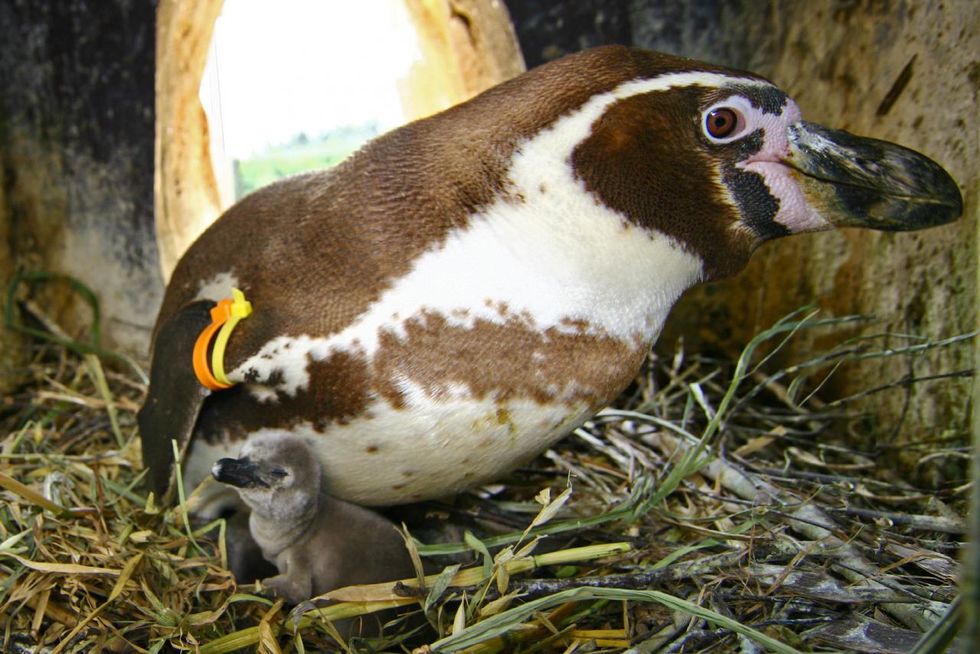 pinguin-mit-nachwuchs