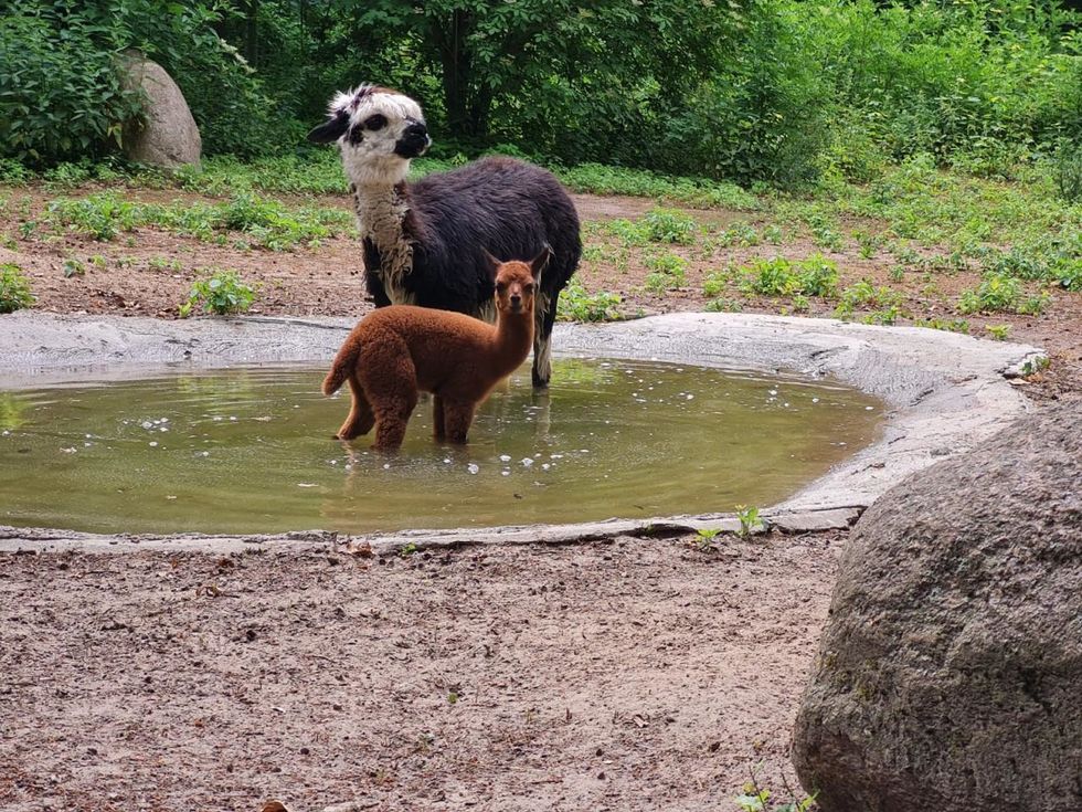 Alpakas haben ein sehr dichtes Fell und genießen darum auch gern mal ein Bad.