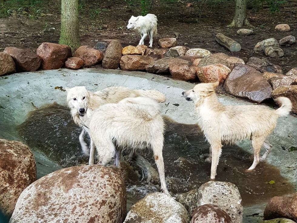 Die vier Polarwölfe nehmen ein Bad in ihrem neuen Teich, gefördert durch die Zoofreunde Stralsunds.